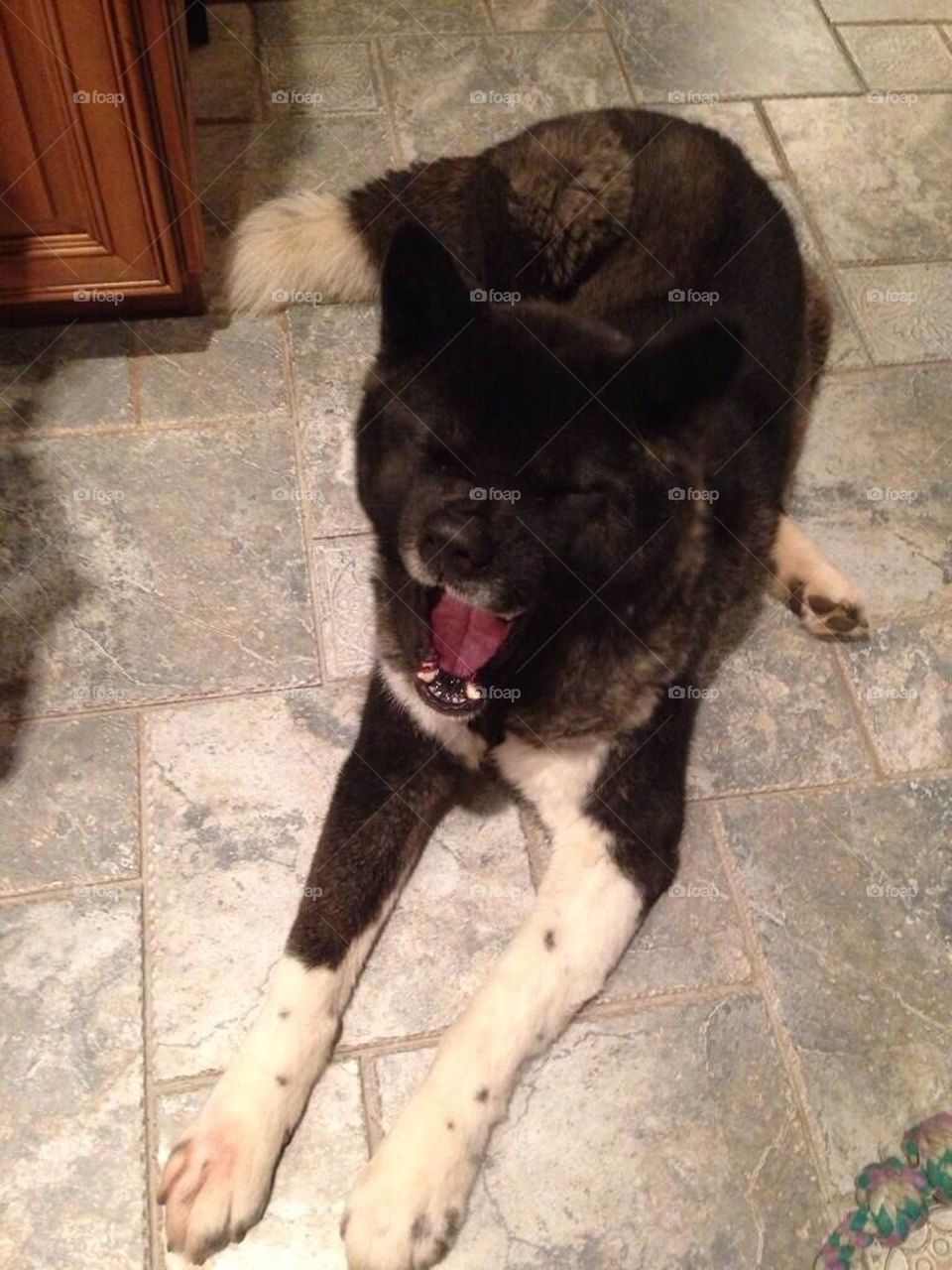 Yawning Akita