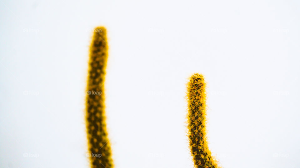 Yellow cactus plant
