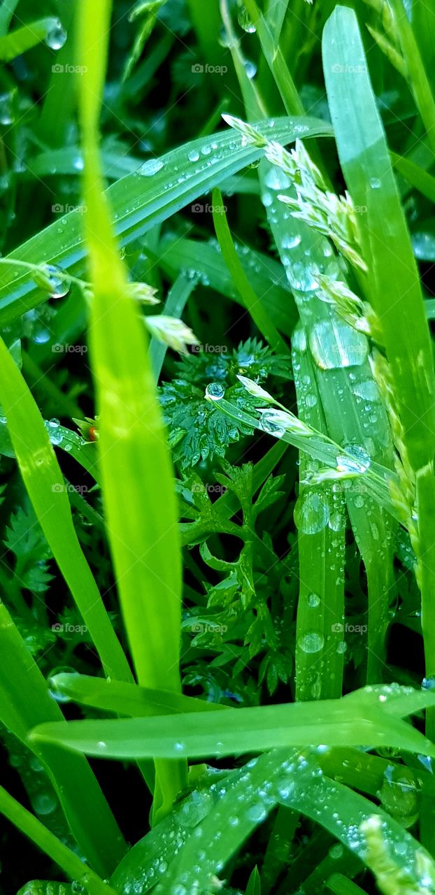 grass leaves dew rain weeds all in my backyard