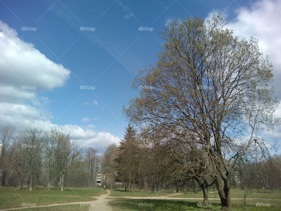 Tree, Landscape, No Person, Fall, Nature