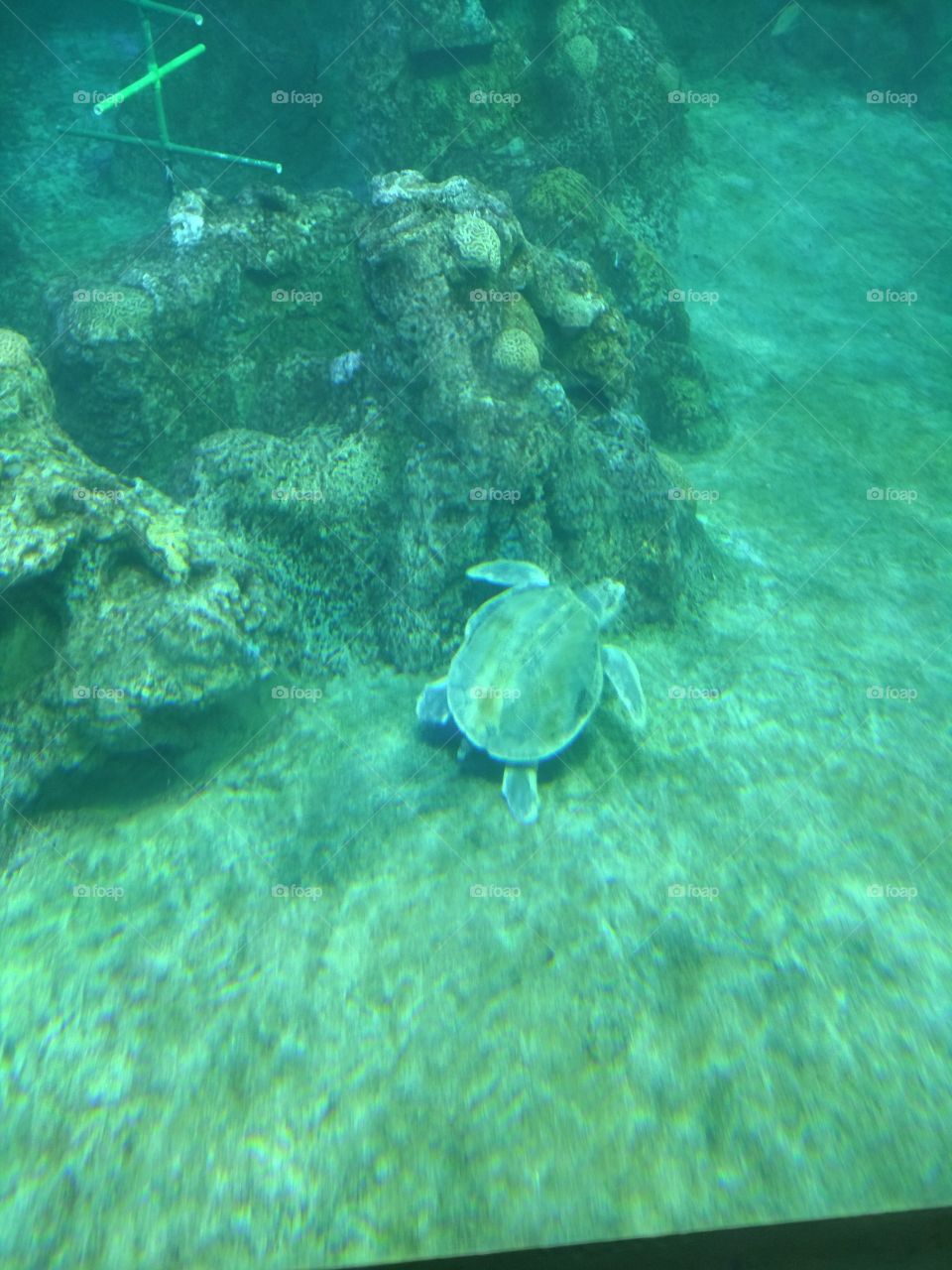 la tortuga marina y su vida lenta