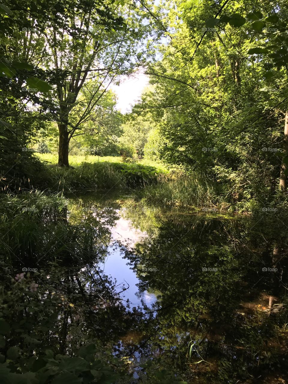 Naturschutzgebiet Brunnmatte 