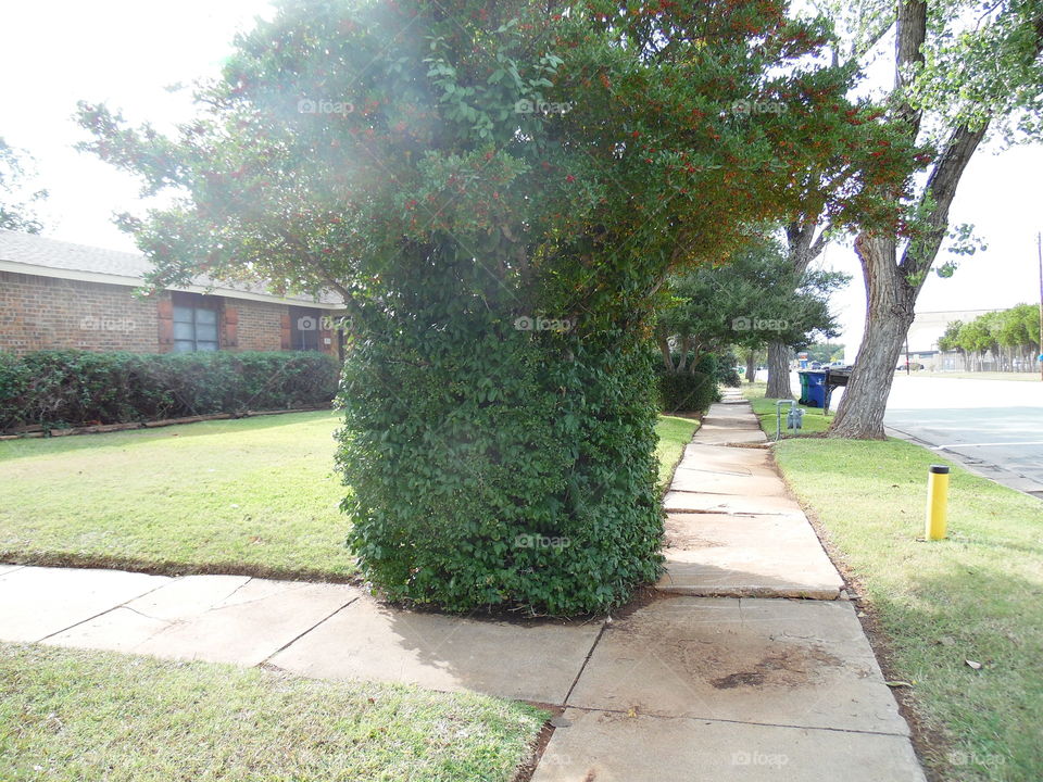 East Texas bush. This is a picture I took while out walking 🚶 🏃 🔥 💨