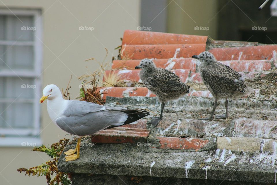 seagulls