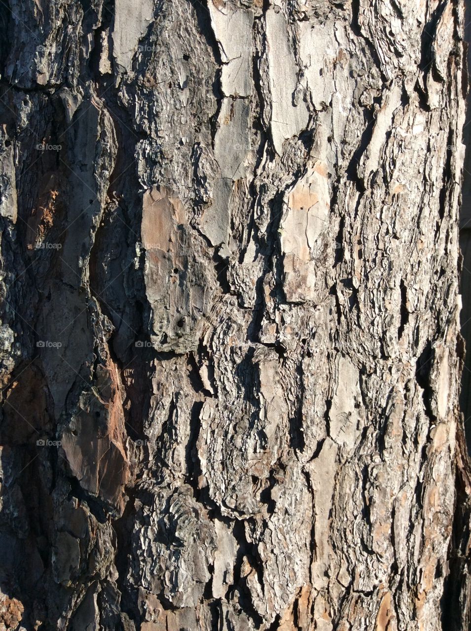 Pine tree bark