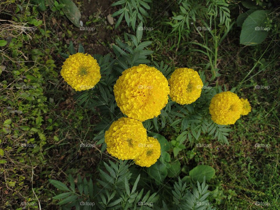 The yellow glory of marigold in autumn
