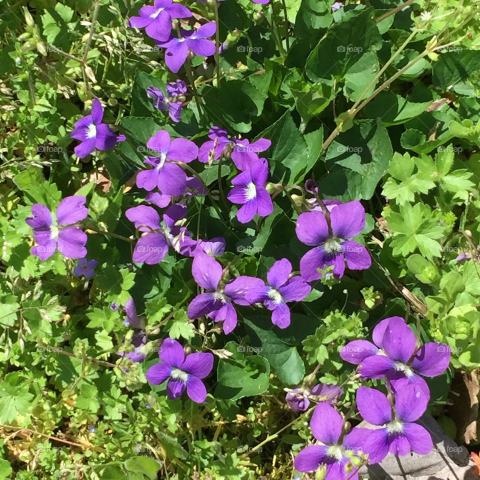 Purple wild flower