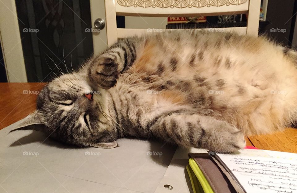 Cat Nap. Marbles sleeping on my homework