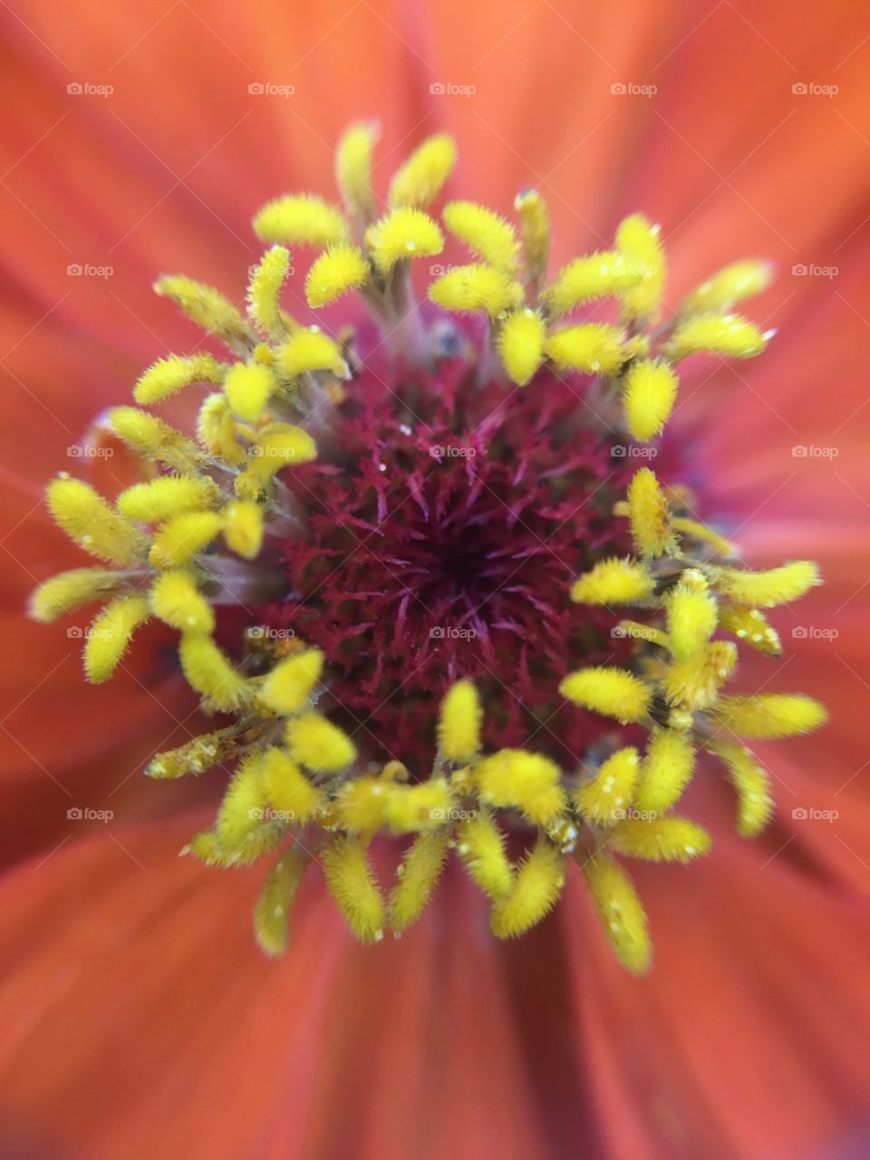 Zinnia closeup