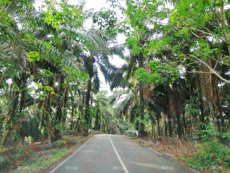 Rubber trees