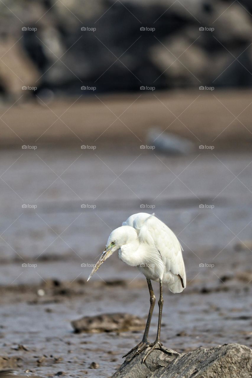 indian pond heron