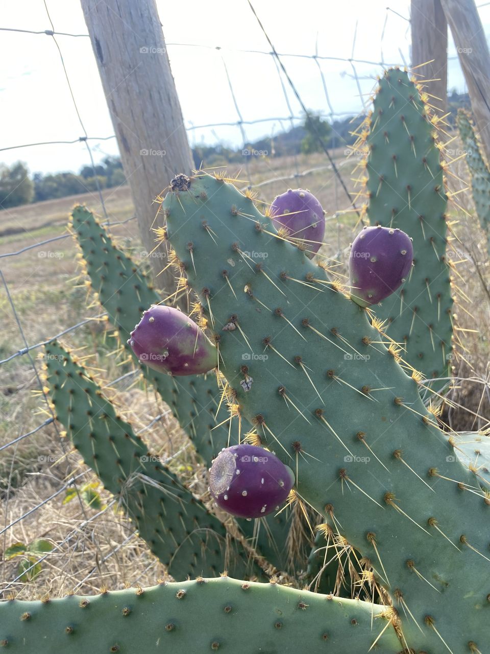 Cactus 