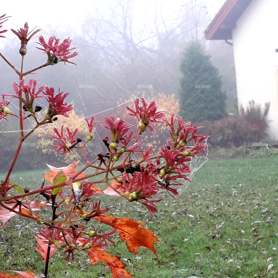 misty  autumn  morning with dew condensing on red flowers and orange oak leaves