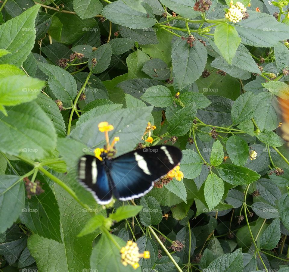 Resting butterfly