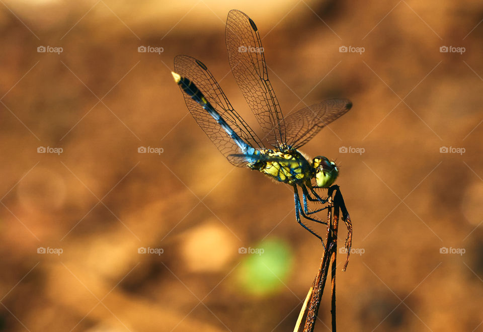 Dragon fly  - closeup