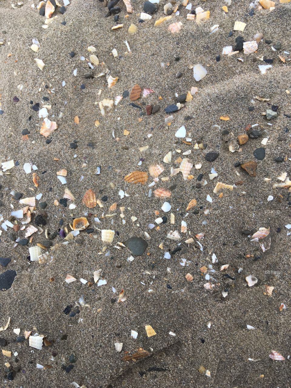 Shells in sand 
