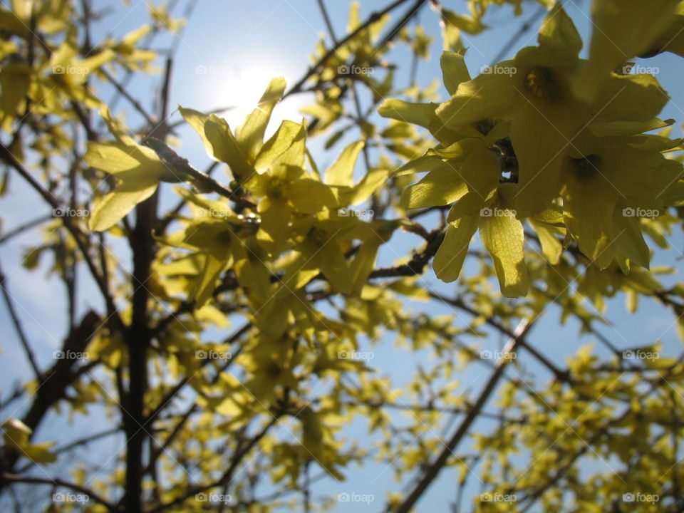 Yellow flowers 