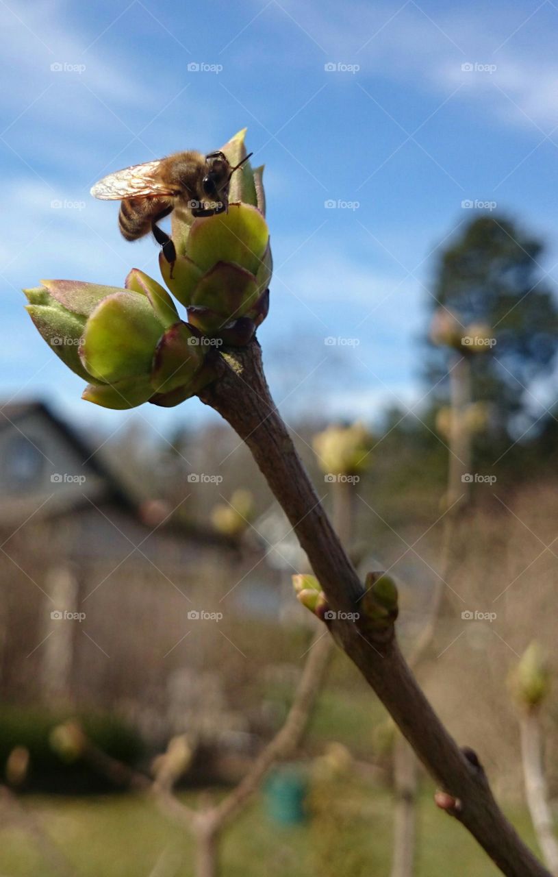 Bee on bud