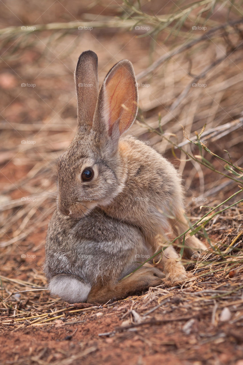 Close-up of a rabbit