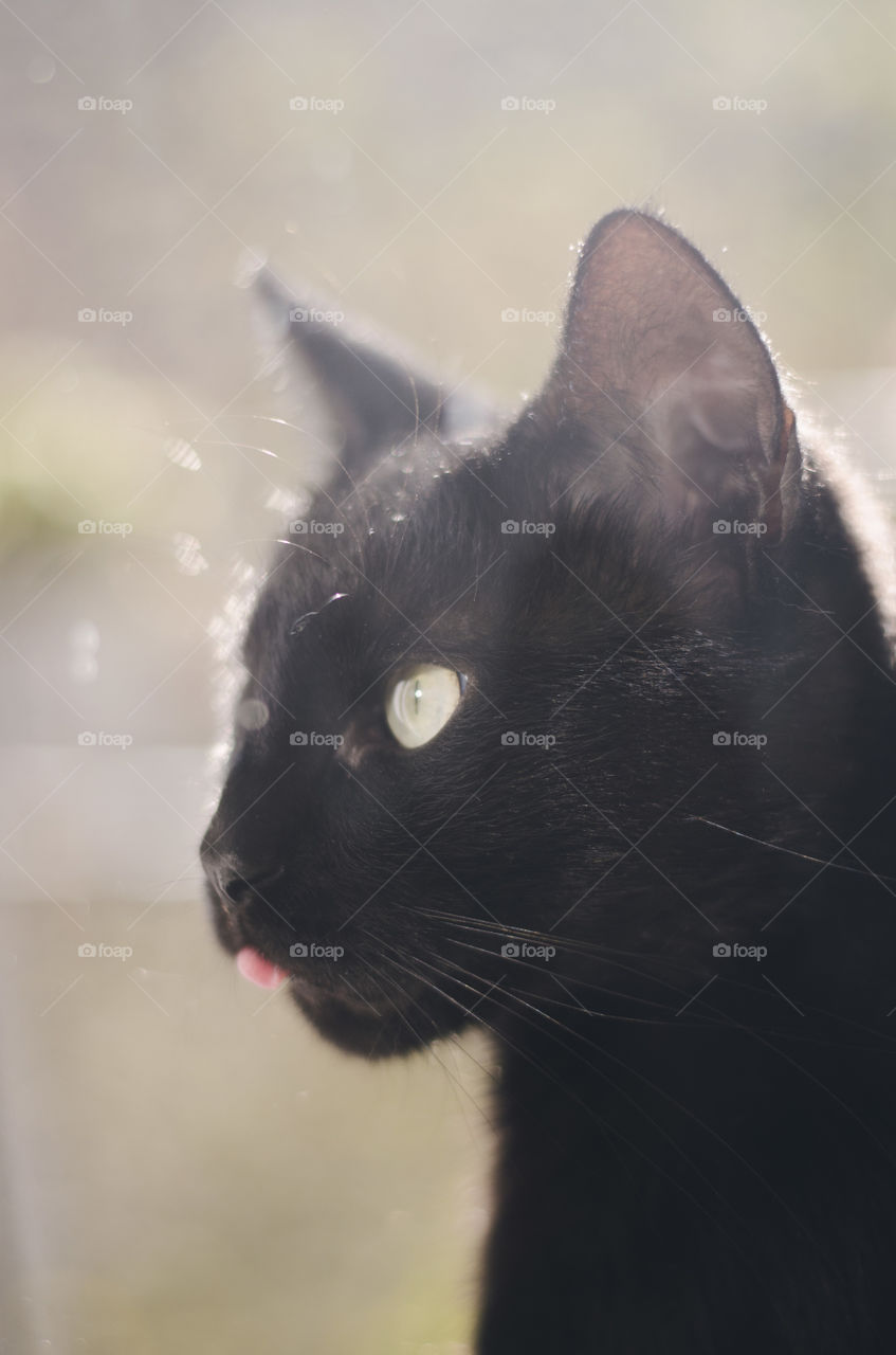 A photo of my cat captured right before she started yawning. She is sticking out her little tongue. So adorable. 