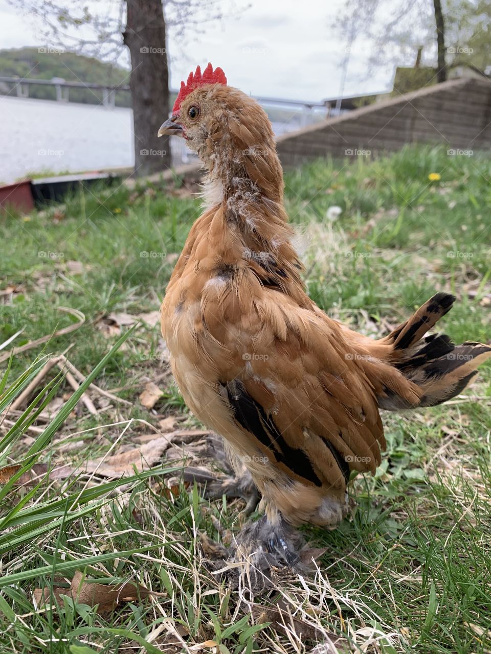 Mille Fleur D’uccle rooster 