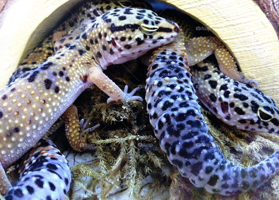 Lizards (maybe geckos?) cuddling up together keeping each other warm