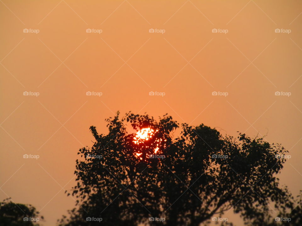 Beautiful sunset through tree