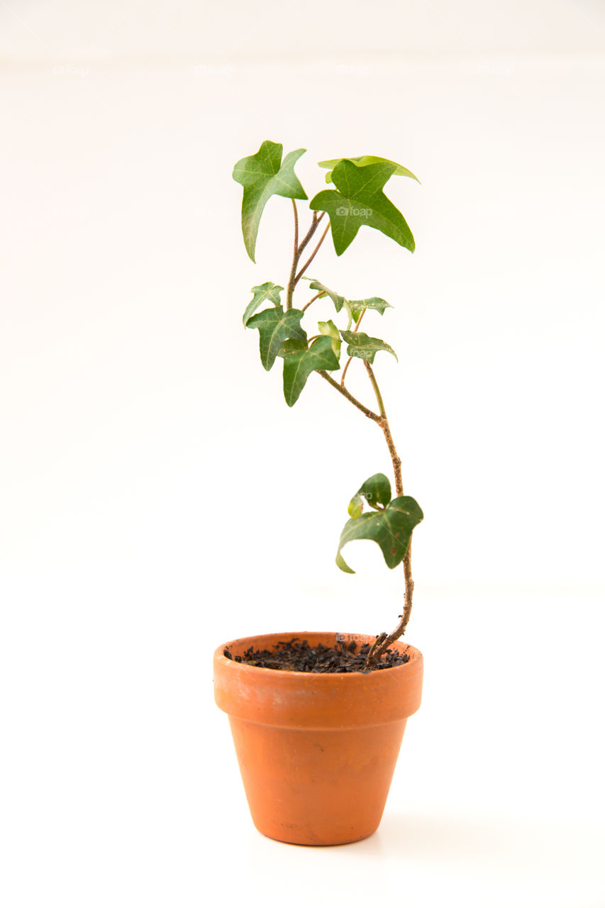 Plant portrait - image of miniature ivy in pot