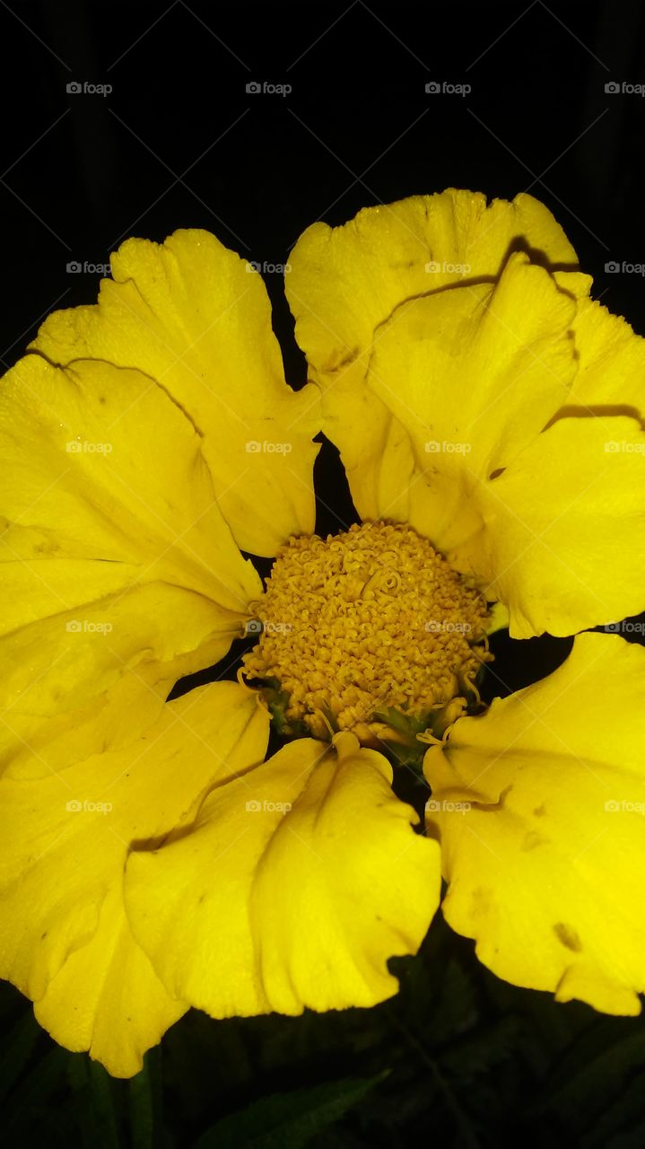 Flower, Nature, No Person, Flora, Petal