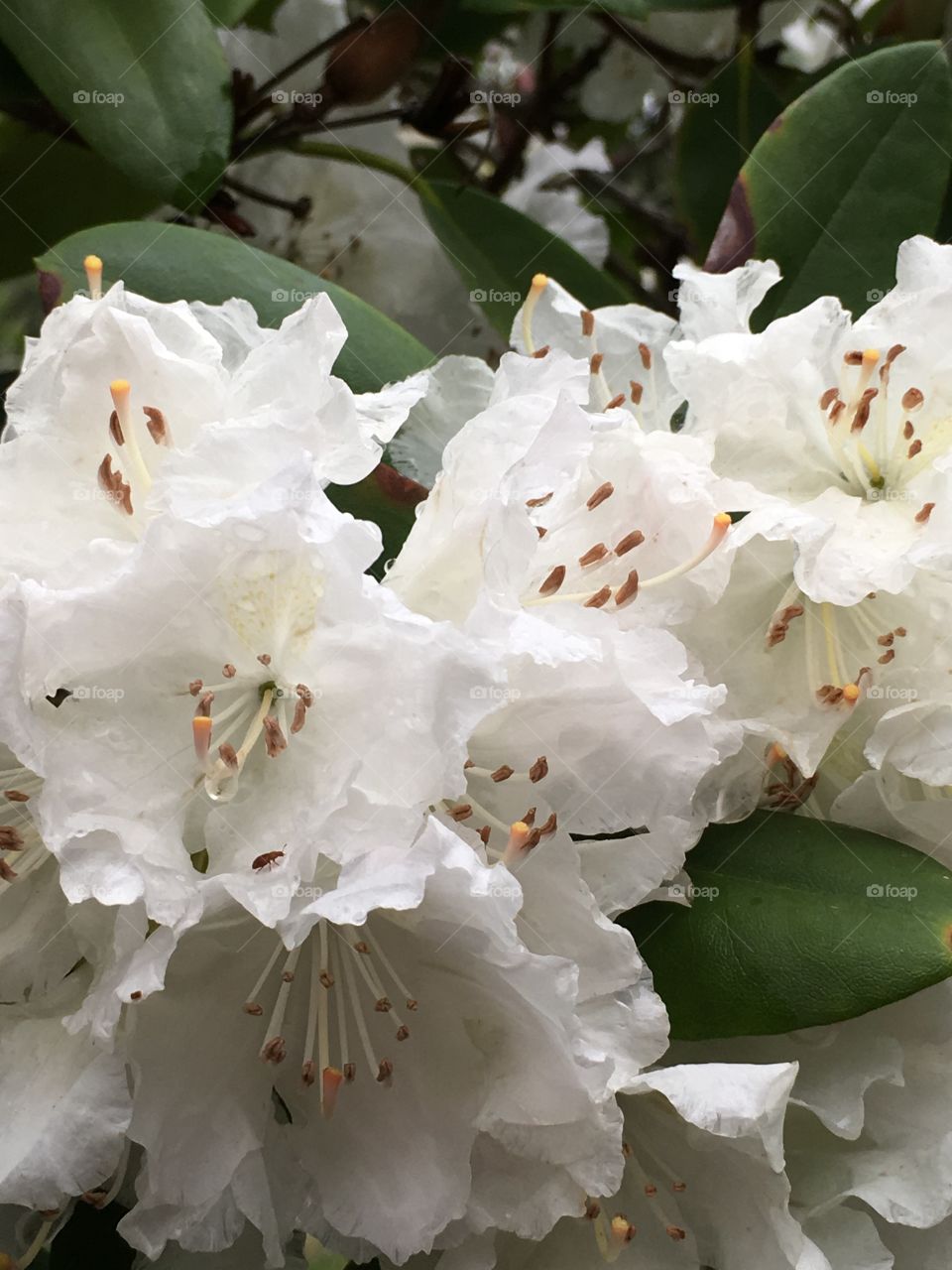 Pretty white laurels