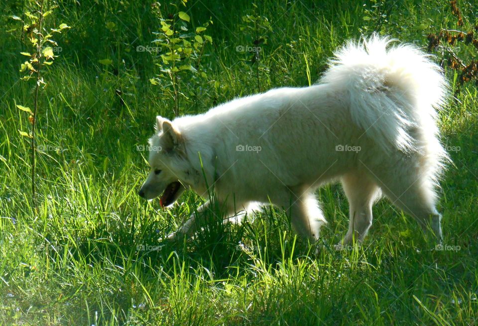 Dog, Grass, Mammal, Wolf, Nature