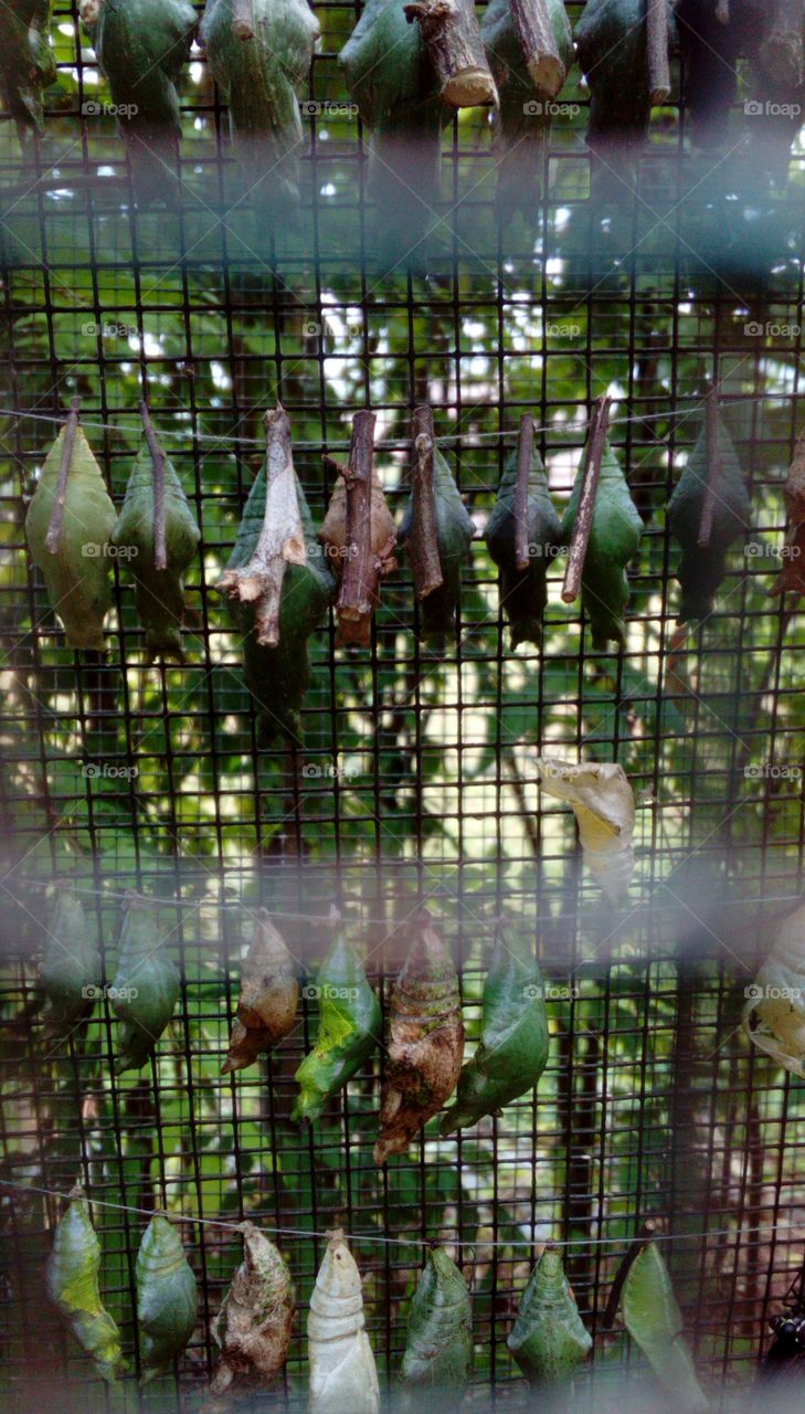 Butterfly cocoons