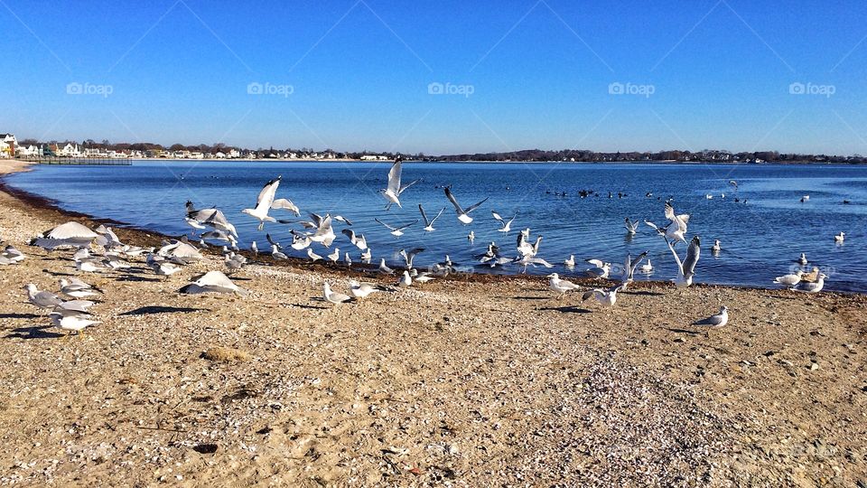 Seagull flying over beach