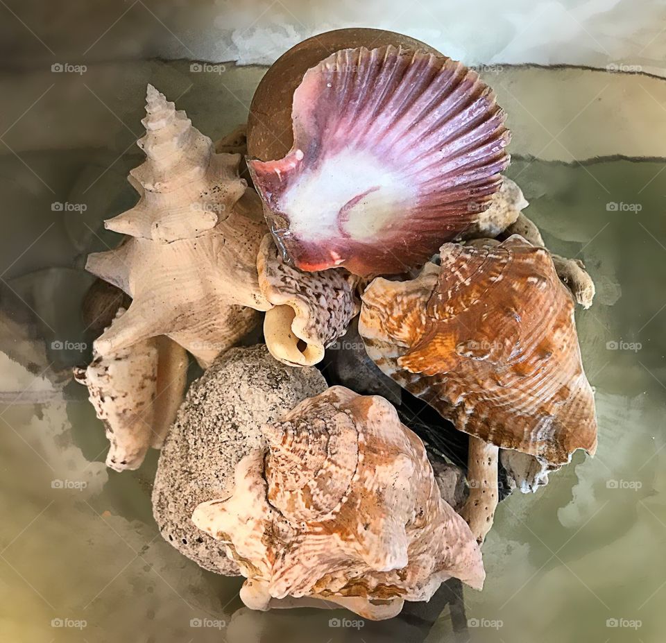 Seashell collection.