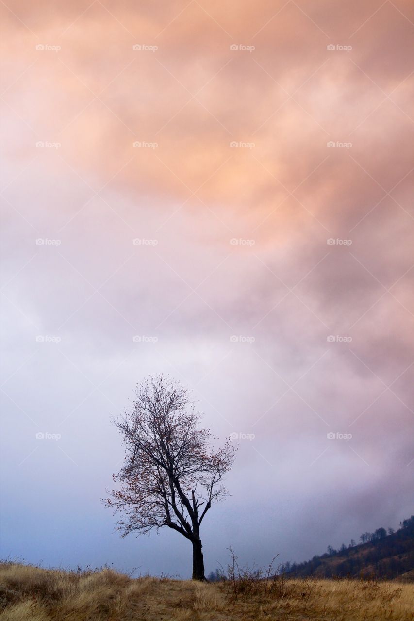 Lone tree on the hill and beautiful sunset