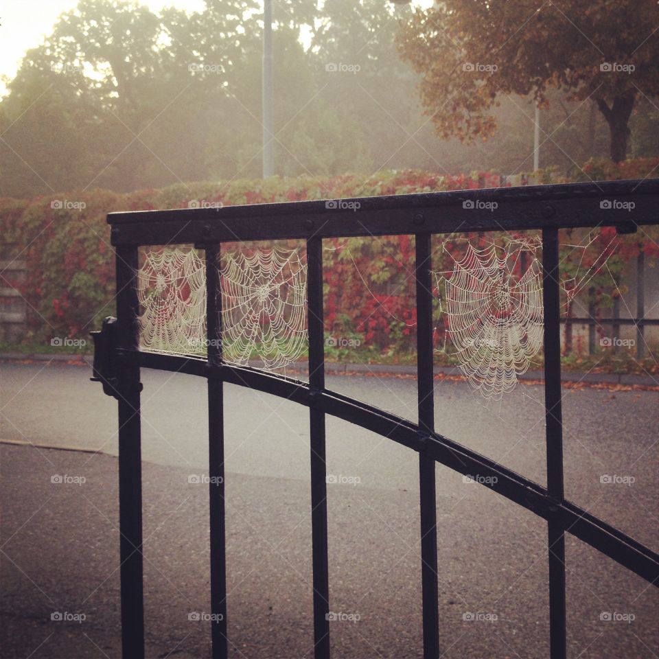 Happy Halloween!. Our garden gate on a misty October morning. Makes me think of spooky Halloween. And spiders. 