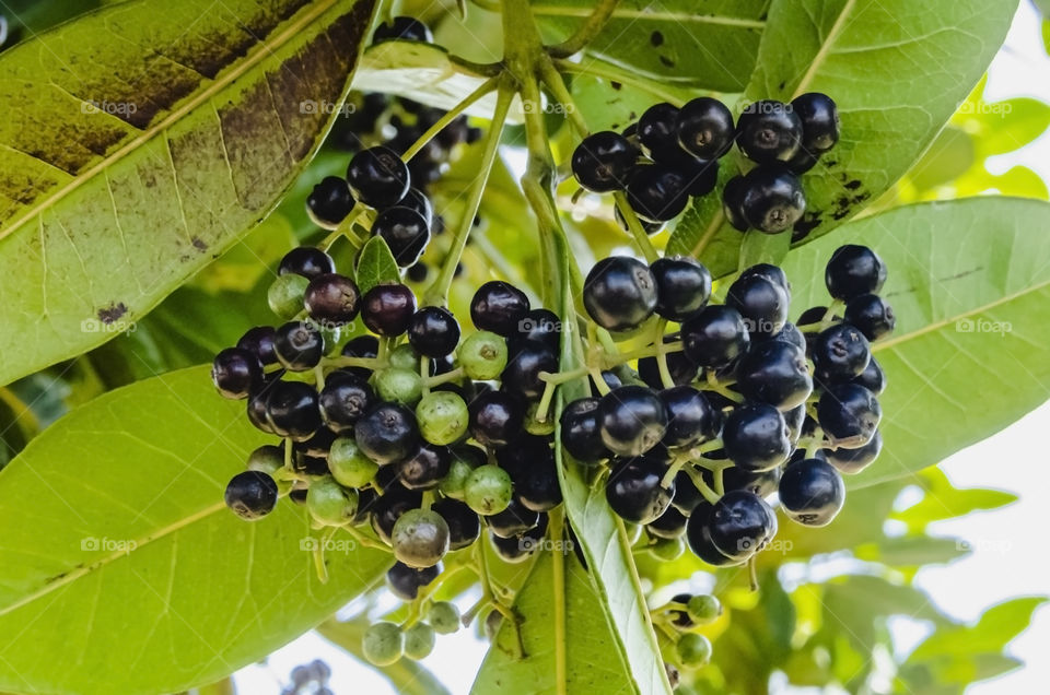 Pimento On Tree