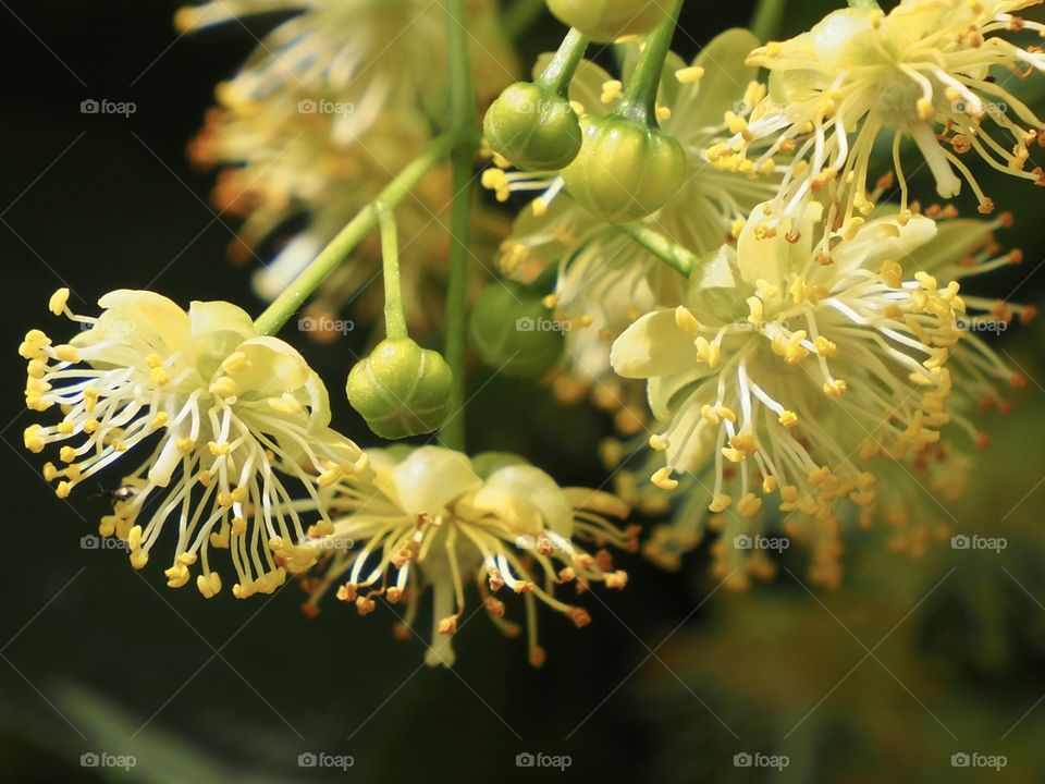 Linden flowers