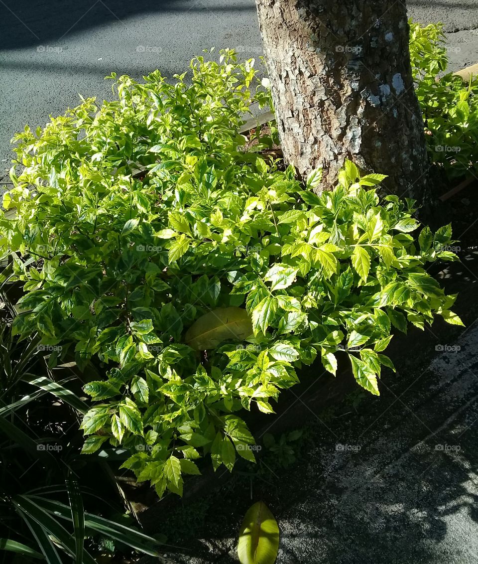 A bush around the tree. Beautiful bright green color combined with the light of the sun.