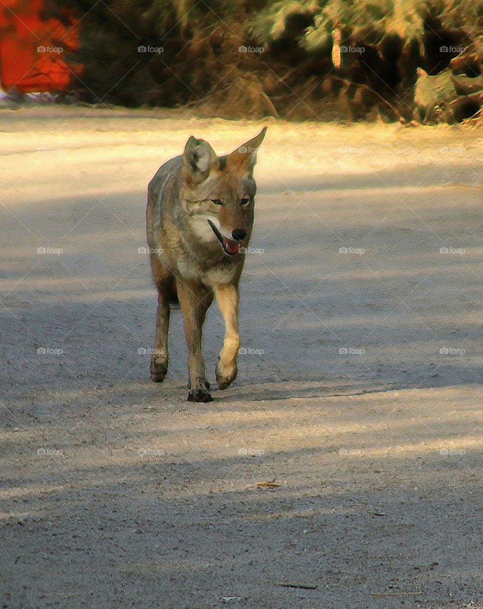 Coyote Walking Down the Trail