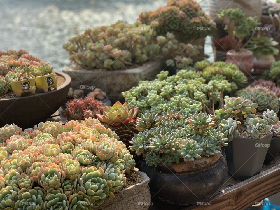 Assortment of succulent plants