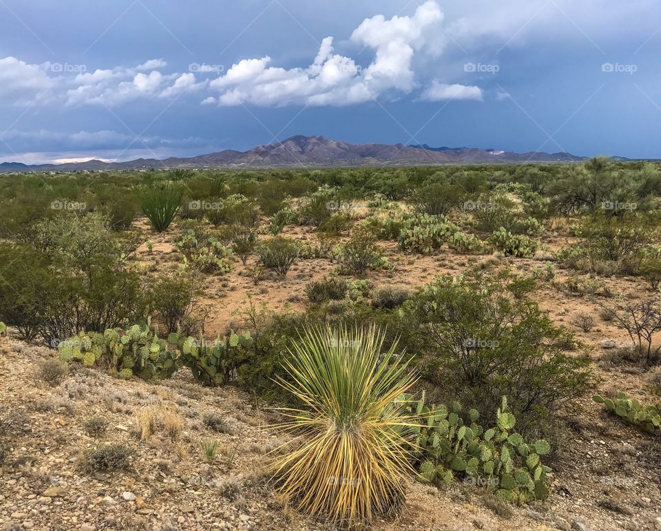 Desert Landscape - Monsoon Season in Arizona 