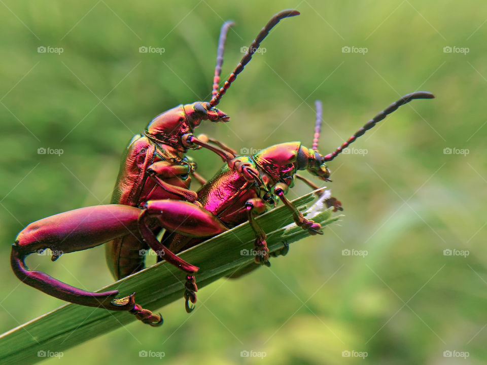 couples frog legged longhorn beetle