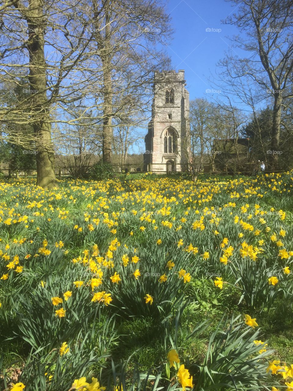 Church next to a field of yellow daffodils 