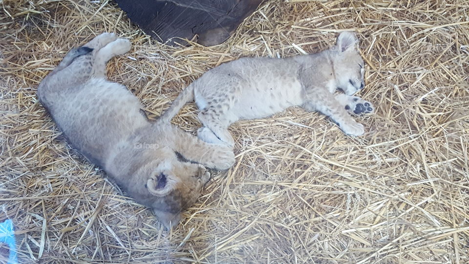 Two lion cubs