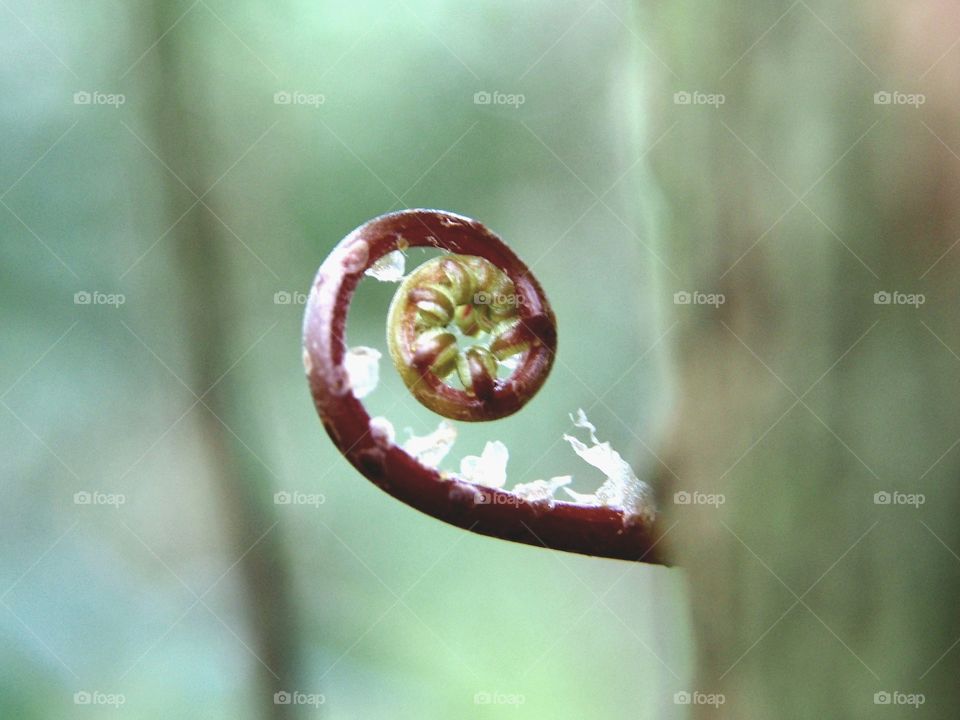 Spiral new fern plant
