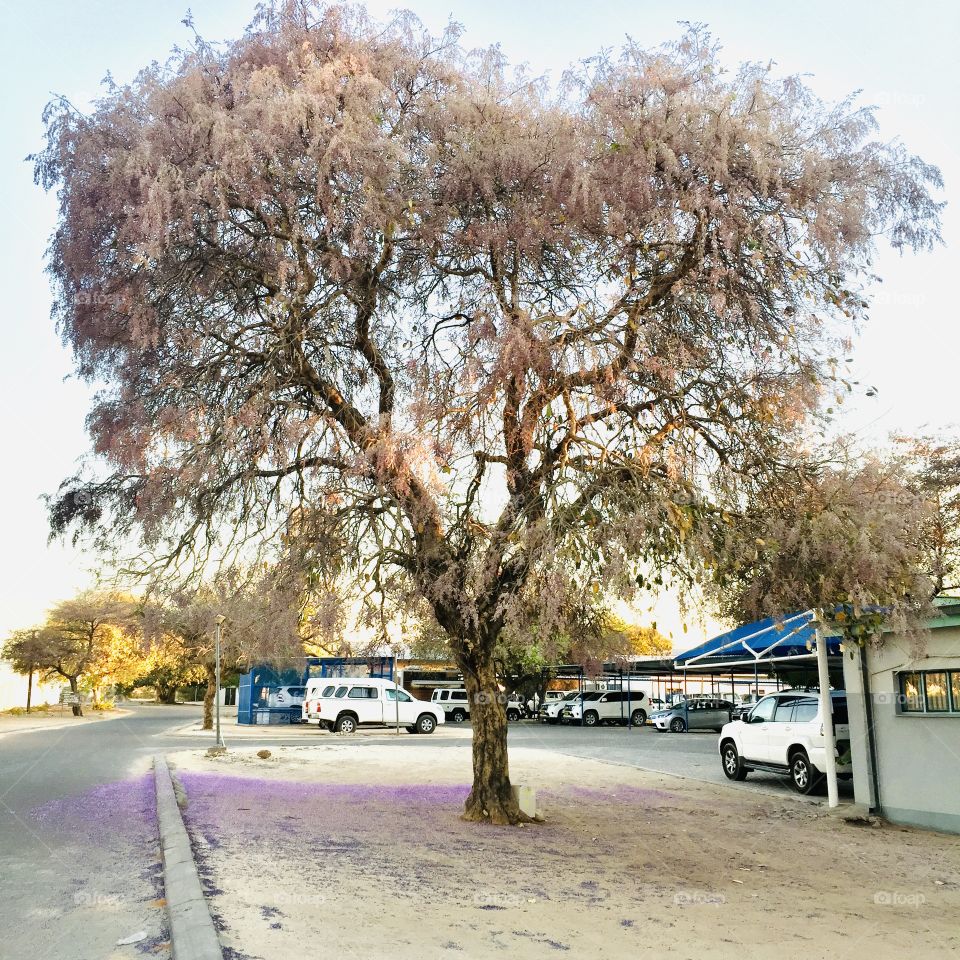 An old Jacaranda Tree shed beautiful purple flowers 