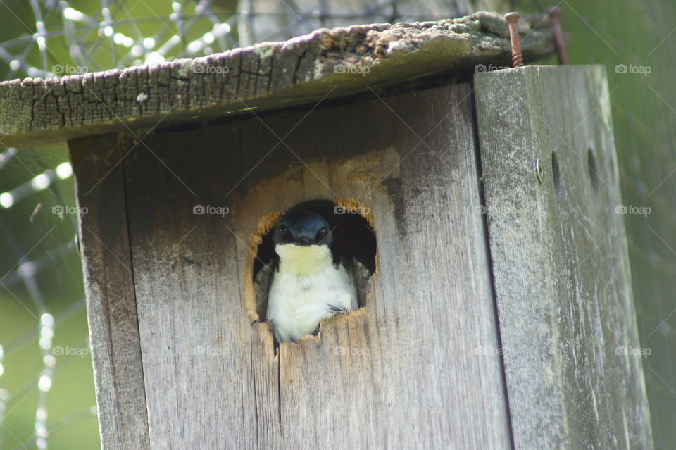 Bird sticking head out of a birdhouse 