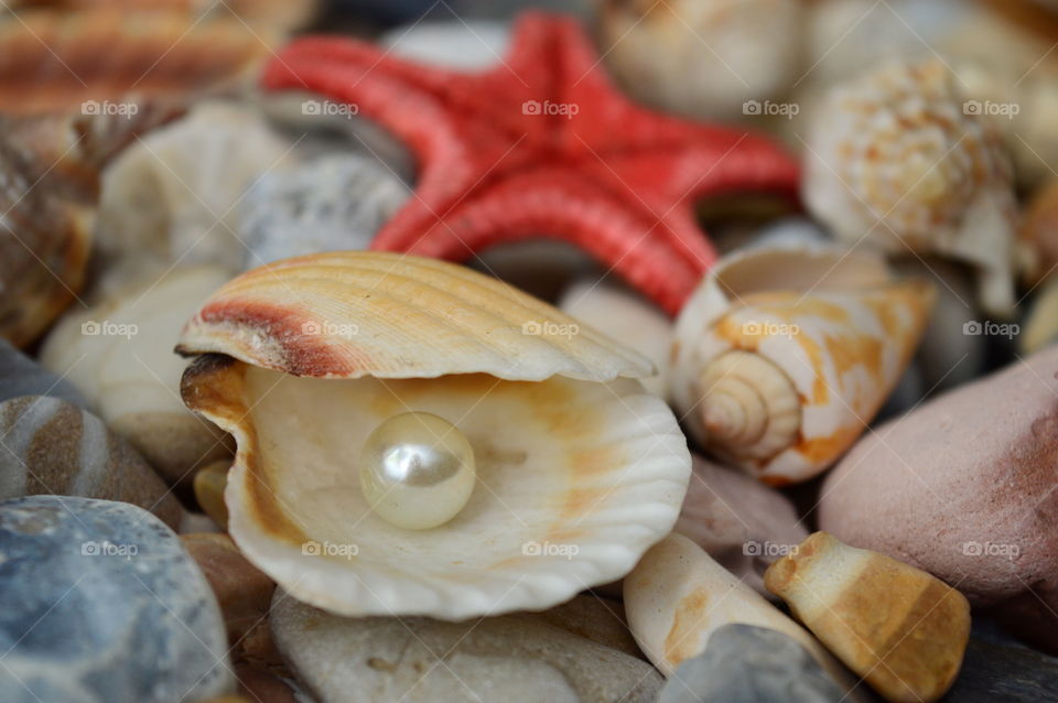 Pearl in seashell at beach