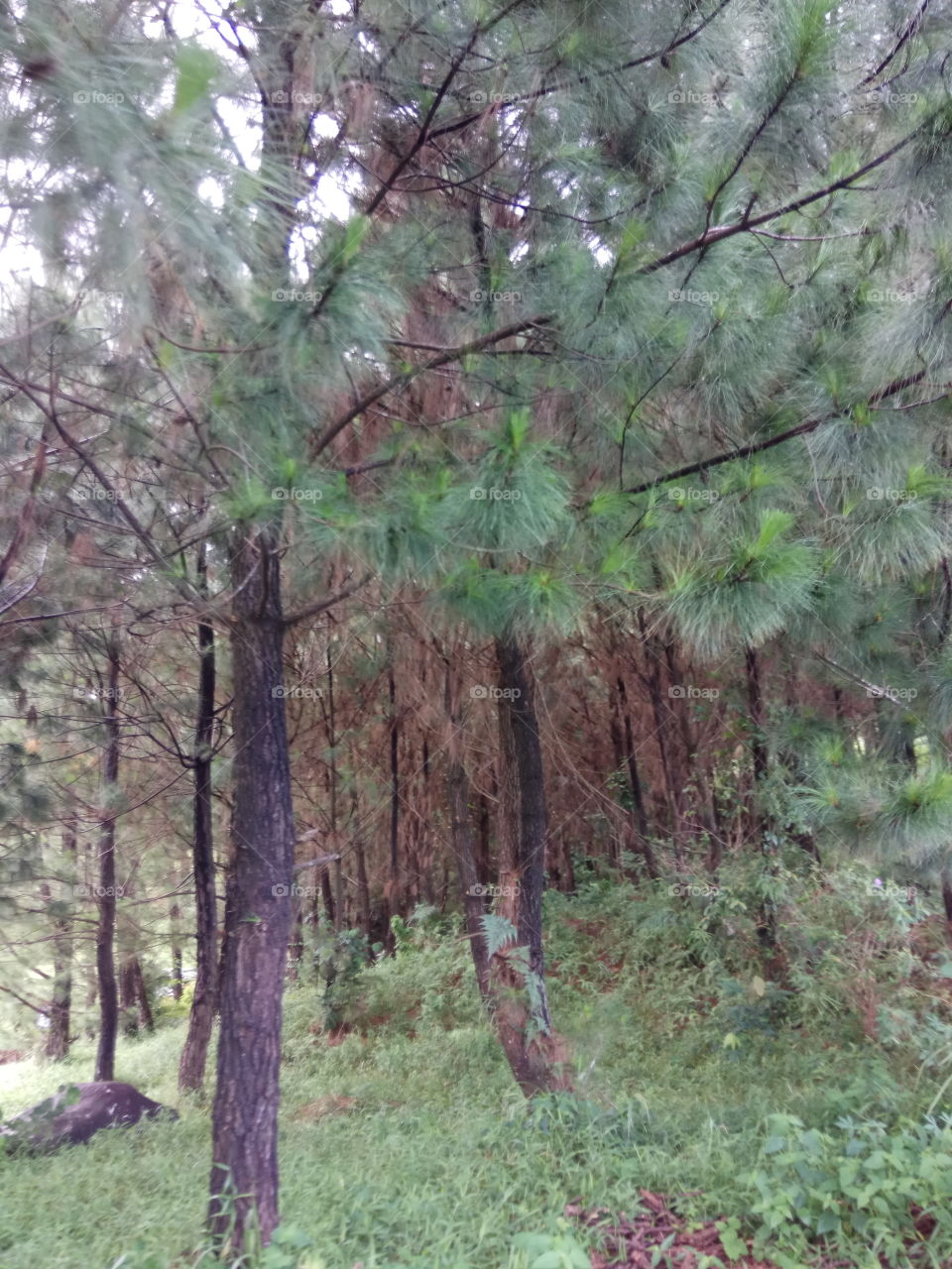 Highland pinus wood